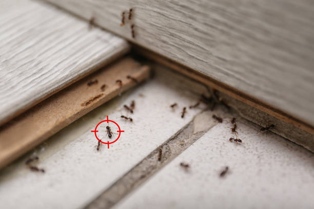 Trusted Ensley, FL Pest Control Experts